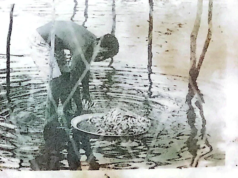 Pescador lavando sardinhas nas águas rasas de Baiacu antes da secagem