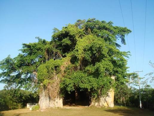 Ruínas da igreja de Baiacu envolvidas por uma grande árvore