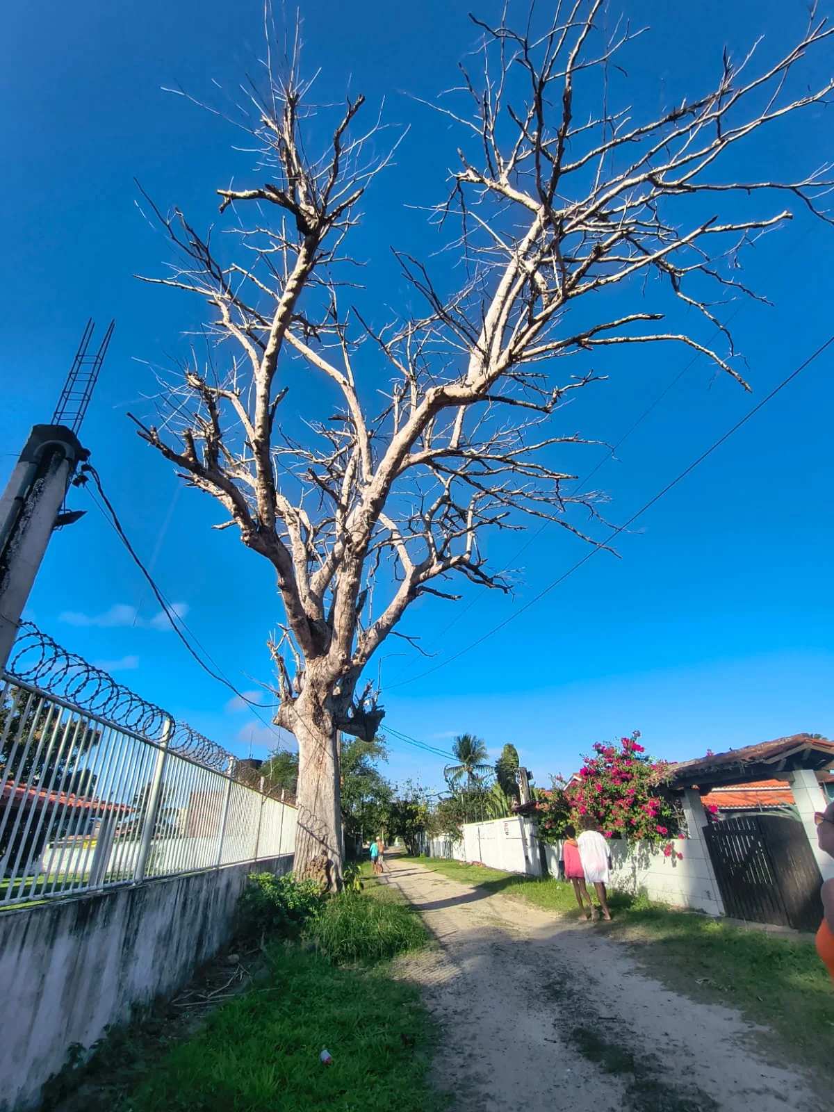 Rua de areia em Cacha-Pregos com uma grande árvore e casas