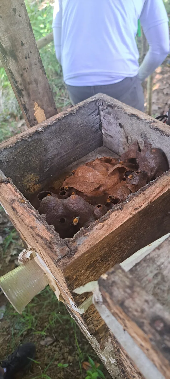Estruturas internas de uma colônia de abelhas sem ferrão dentro de caixa de madeira