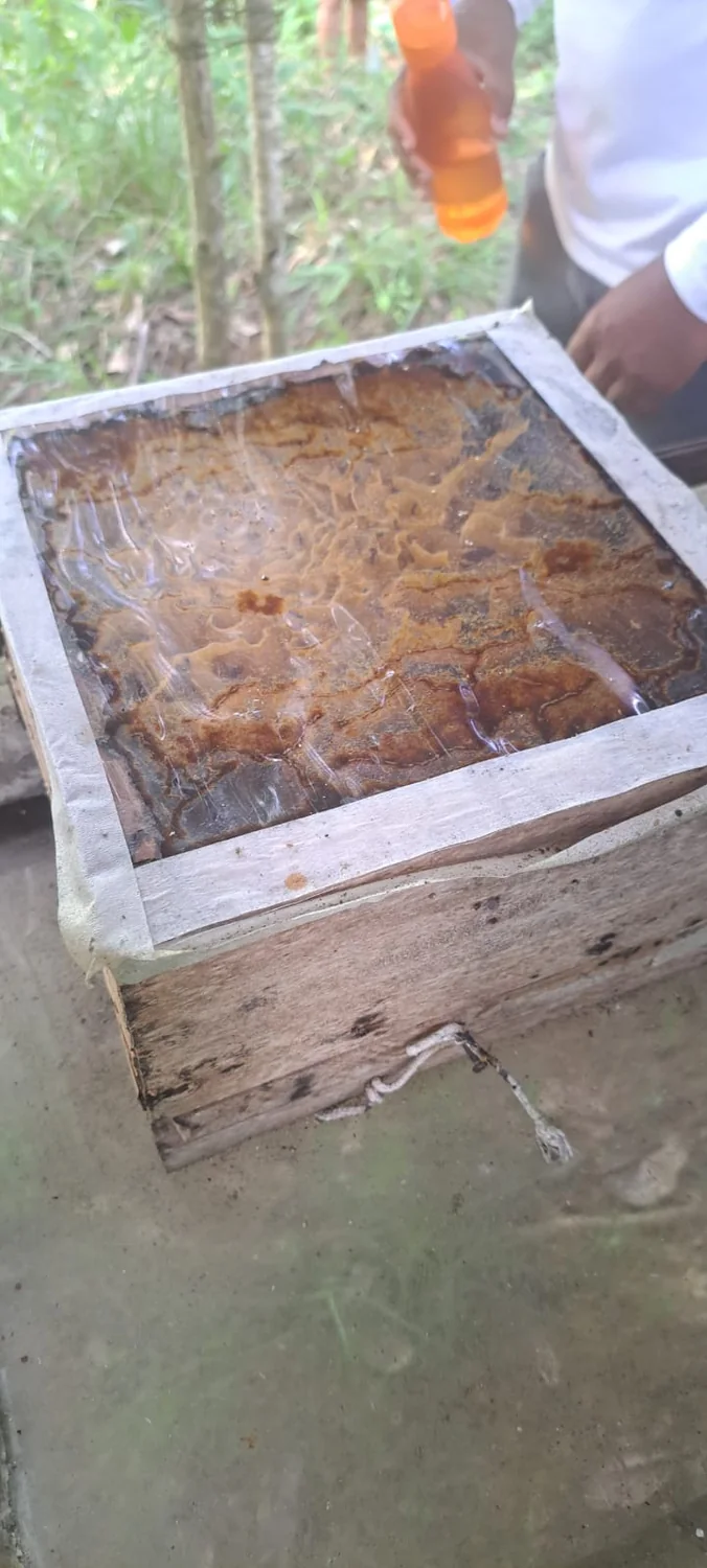 Detalhe interno de caixa de abelhas durante atividade educativa